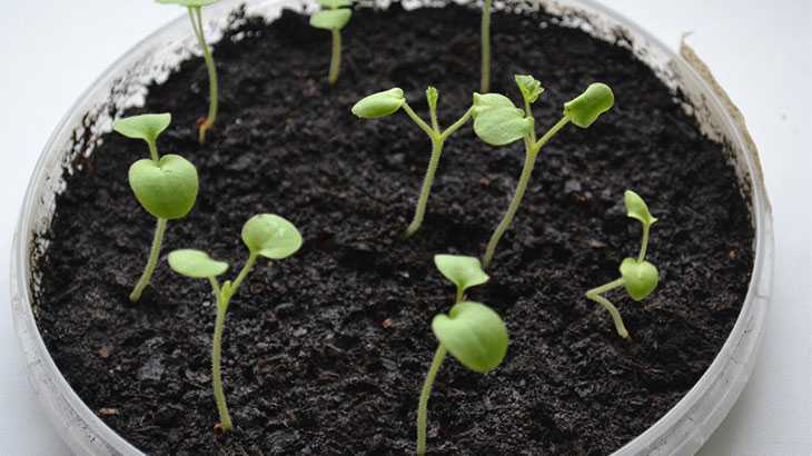 Как вырастить домашную герань, или пеларгонию из семян?
