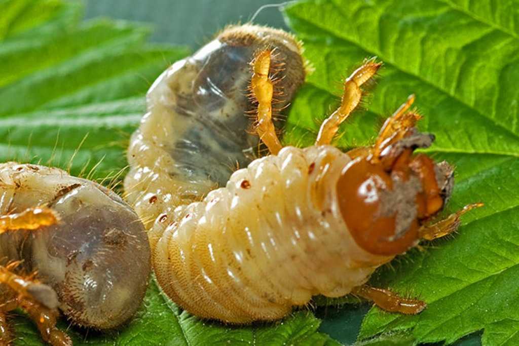 Личинки майского жука на огороде. Хрущ Жук личинка. Личинка майского жука и медведки.