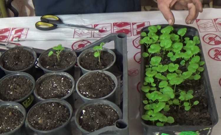Семена пеларгонии: как выглядят на фото, как их собрать для размножения, как вырастить цветок в домашних условиях, и время посева, пошаговая посадка и выращивание русский фермер