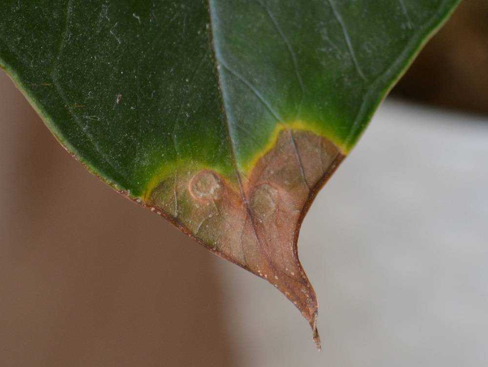Антуриум: болезни листьев (фото), как лечить заболевания