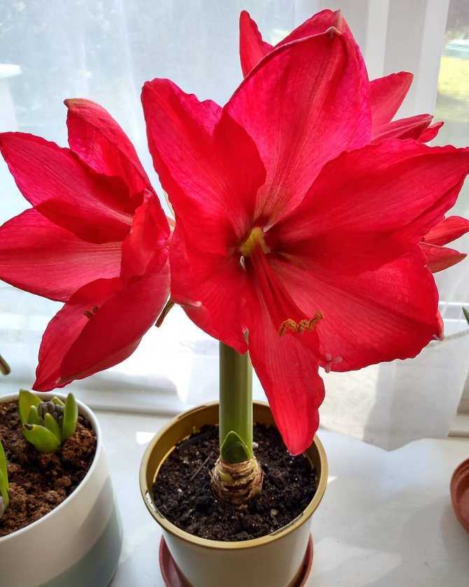 Почему не цветет гиппеаструм в домашних условиях