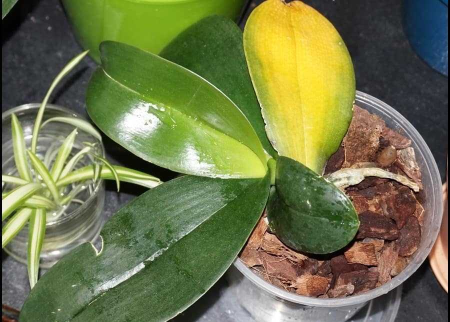 Орхидея в горшке желтеют листья. Орхидея фаленопсис пожелтели листья. Листья фаленопсиса желтые. Желтеют листья у орхидеи. Фаленопсис желтеют листья.