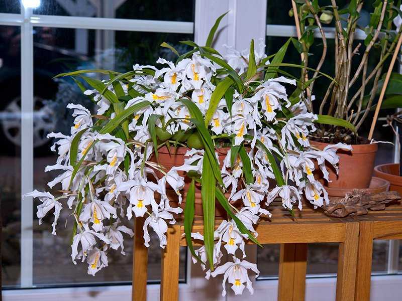 Орхидея целогина – очень изящный, обильно цветущий сорт. О чем говорит описание видов кристата и рохуссена, овалис и томентоза, пахистахис и других? В каких условиях лучше всего выращивать орхидею? Какие болезни и вредители характерны для данного цветка?