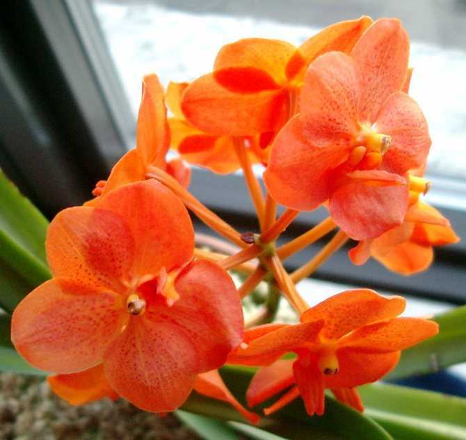Экзотическая оранжевая орхидея: описание и секреты ухода