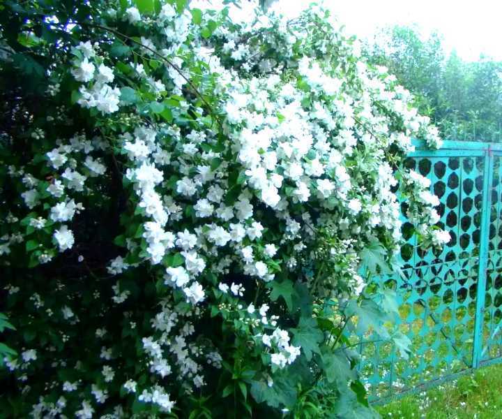 Самые красивые виды и сорта чубушника, или садового жасмина на supersadovnik.ru
