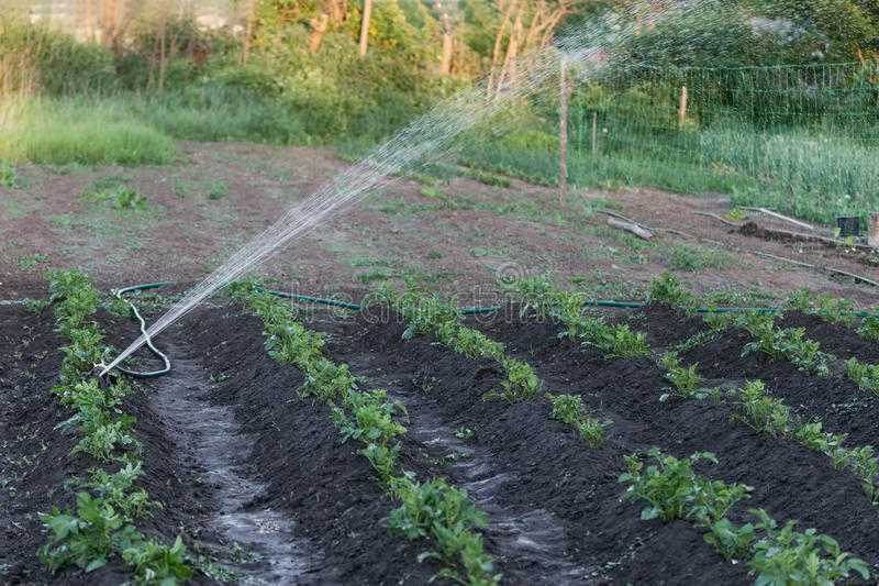 Можно ли поливать растения в жару и как правильно это делать?