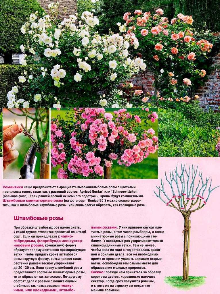 Розовая роза (40 фото): описание сорта «эдем» и других, особенности растений с нежно-розовыми, розово-зелеными и бледно-розовыми цветками
