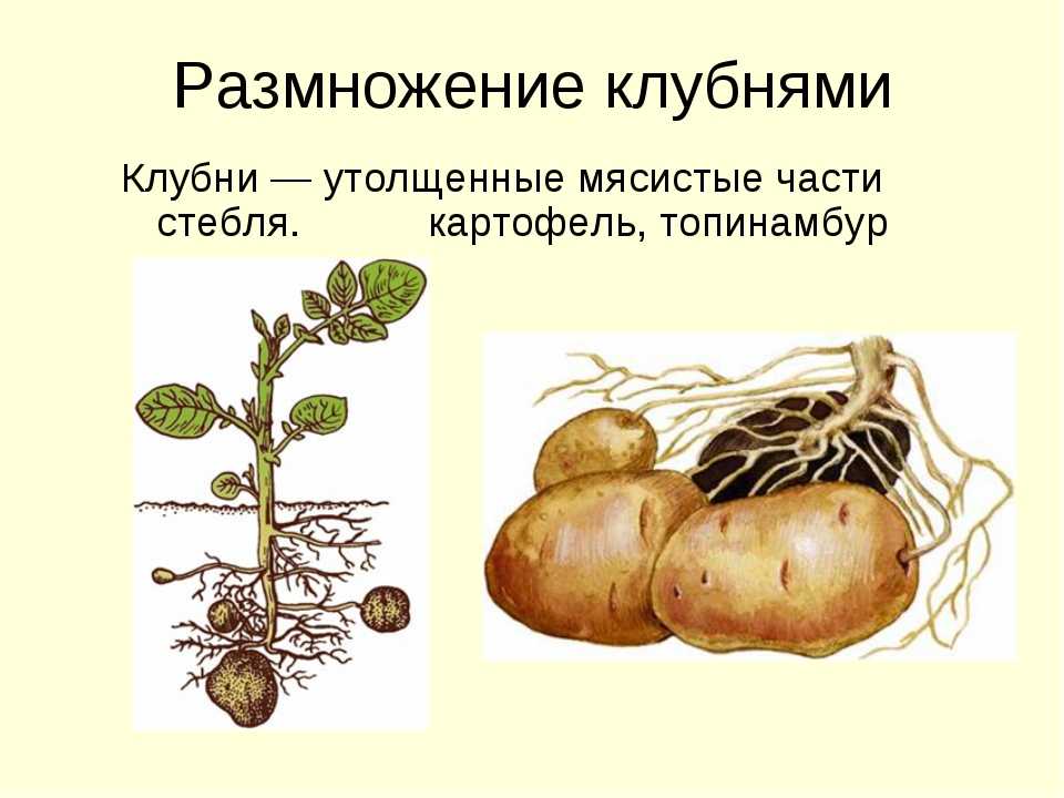 У картофеля образуются укороченные подземные побеги округлой. Способы вегетативного размножения картофеля. Вегетативное размножение картофеля клубнями. Размножение растений корневыми клубнями. Размножение клубнями вегетативное размножение.