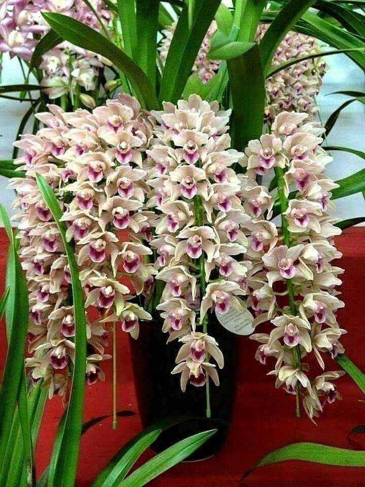Цимбидиум является красивым декоративным комнатным растением. В чём заключается уход за цветком в домашних условиях? Каковы способы размножения и правила пересадки этой орхидеи?