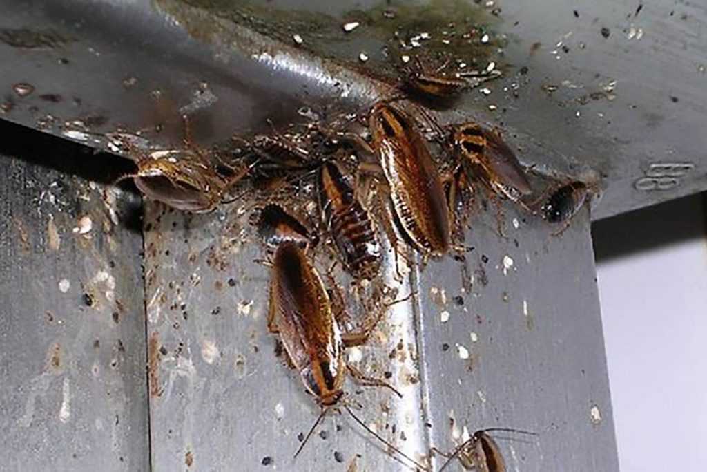 Откуда берутся тараканы в квартире или доме, можно ли не допустить их появления и как с ними бороться?