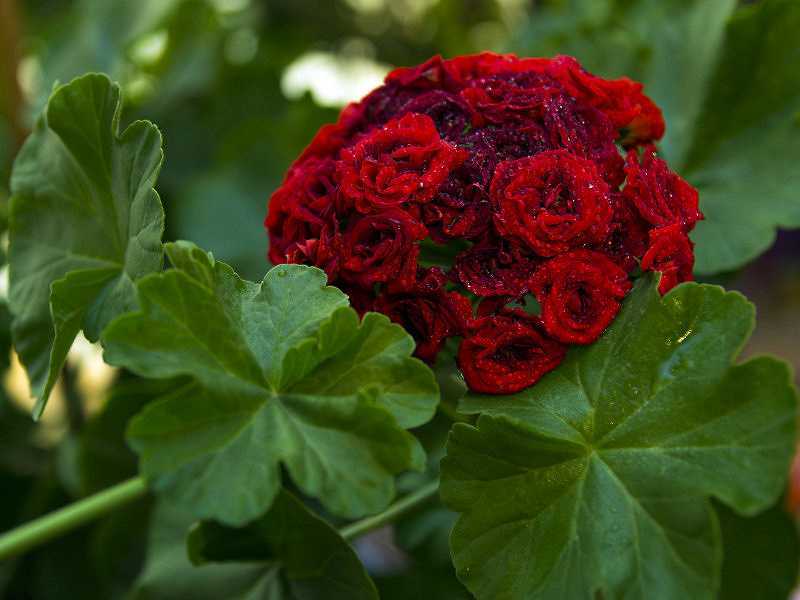 Сорта пеларгоний с красными цветами