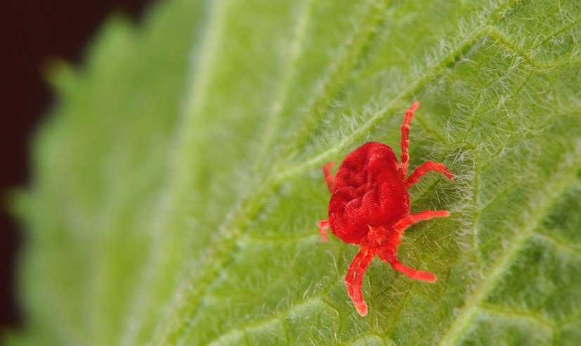 Красные жуки на лилиях - как распознать и как бороться, способы