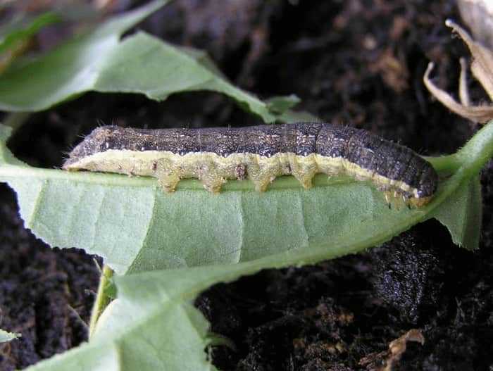 Как избавиться от гусениц на капусте: народные средства, советы эксперта