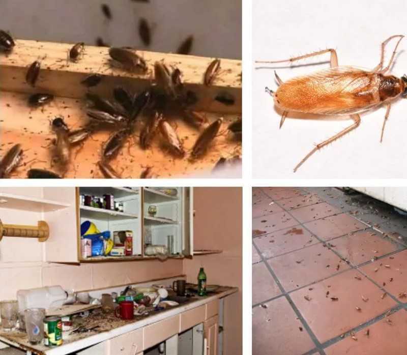 Признаки присутствия тараканов в квартире: где живут, как найти гнёзда тараканьих. пошаговая инструкция, как избавиться от взрослых особей и гнезд тараканов