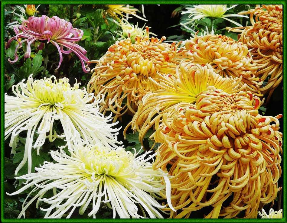 Индийская хризантема: характерные особенности, выращивание, уход и отзывы