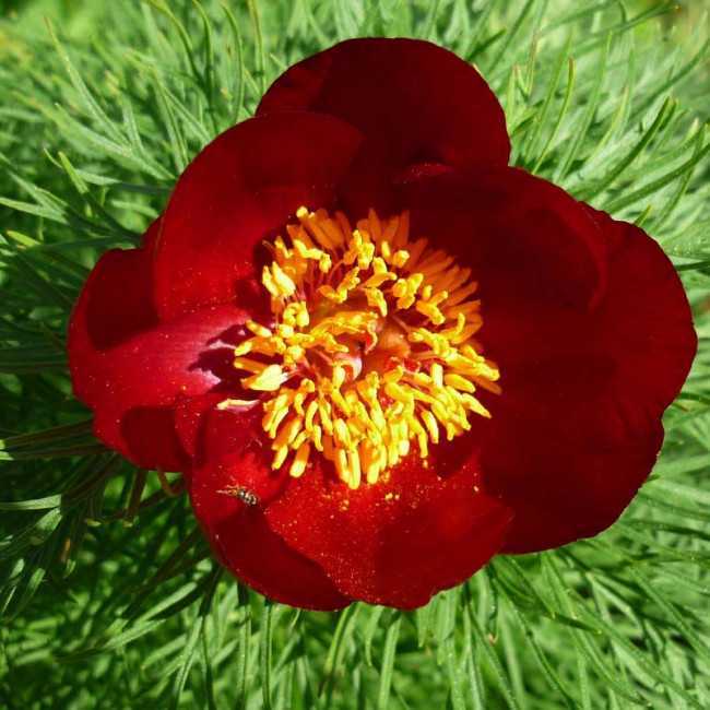 Пион степной узколистный: фото с описанием и характеристиками дикого растения, как ухаживать и размножать полевой цветок, лечебные свойства