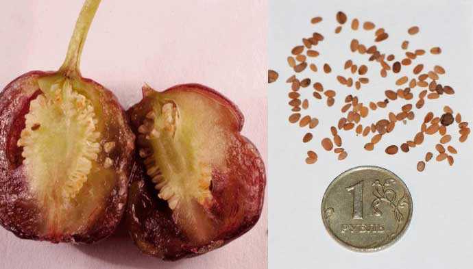 Цикламен из семян (21 фото): пошаговое выращивание в домашних условиях. как выглядят семена цикламена и как их правильно сажать?