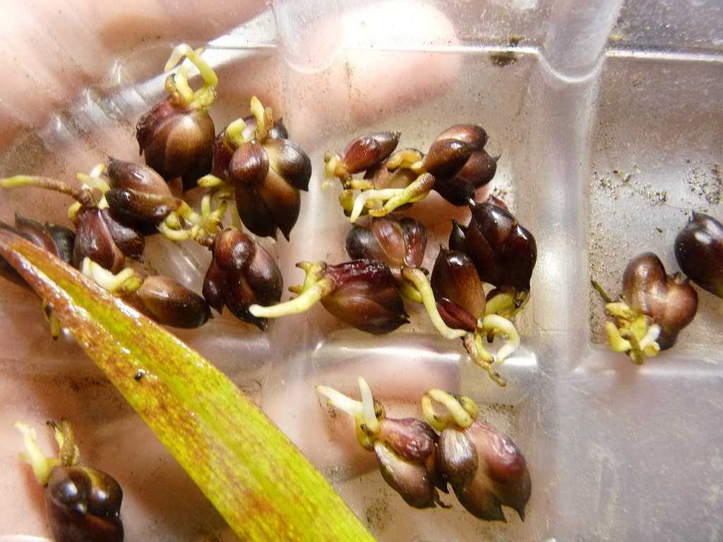 Семена гладиолусов (19 фото): как выглядят семена и как собрать? выращивание и размножение семенами в домашних условиях. уход за гладиолусом
