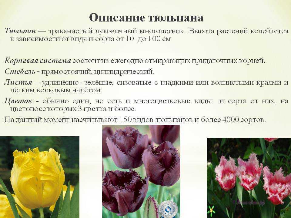 Тюльпан триумф (25 фото): описание сортов «джакузи», «фан фор ту» и других, особенности их выращивания