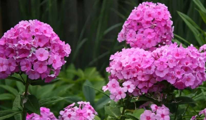 Чем подкормить флоксы весной и летом для пышного цветения: лучшие удобрения