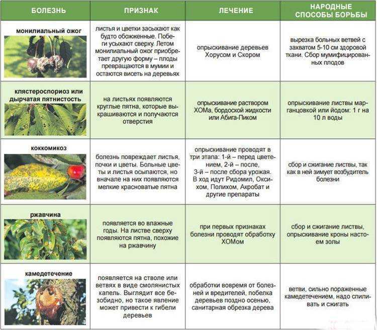 Описание пиона распберри сандей (санди) — особенности выращивания и ухода в саду
