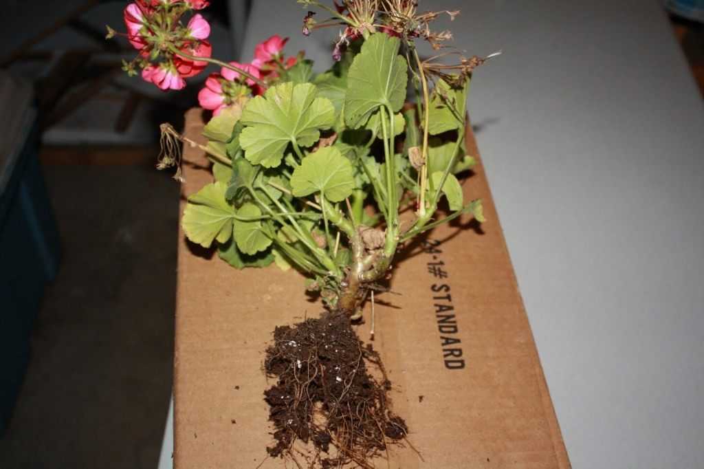 Герань из семян в домашних условиях (31 фото): как выращивать пеларгонию? сроки посадки и уход, посев в торфяные таблетки дома. как вырастить и правильно рассадить рассаду?