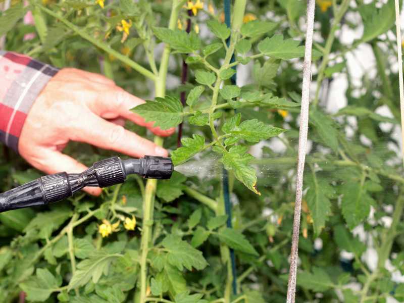 Как поливать огород в сильную жару и не сварить корни: следите за .