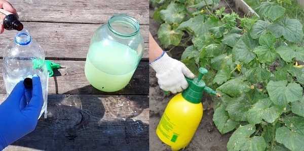 Как использовать молочную сыворотку в саду и огороде: 5 секретов, которые вы точно не знали на supersadovnik.ru