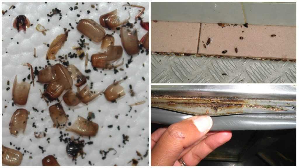 Откуда берутся тараканы в квартире: почему появляются, где прячутся, что делать и как от них избавиться русский фермер