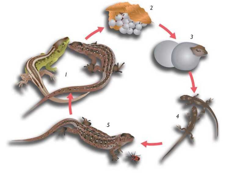 Черепахи внутреннее оплодотворение. Жизненный цикл прыткой ящерицы. Жизненный цикл пресмыкающихся схема. Цикл развития рептилий. Размножение живородящей ящерицы.