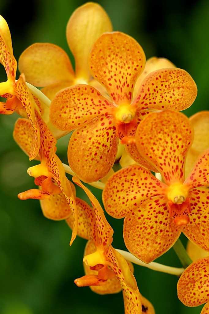 Яркие оранжевые орхидеи: сорта и фото