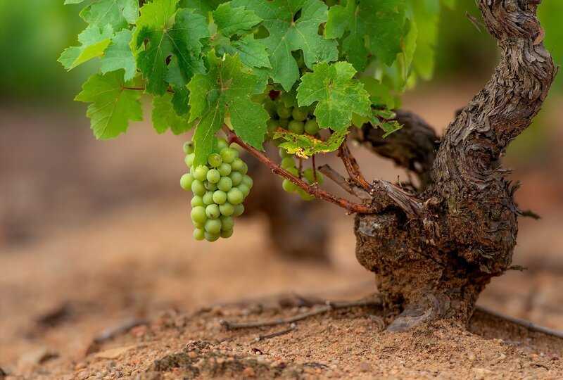 Когда и чем обработать виноград весной от болезней и вредителей, эффективные препараты для опрыскивания