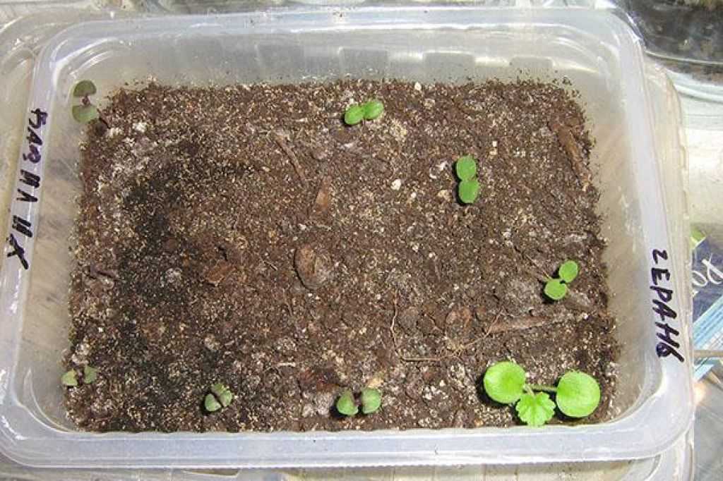 Секреты выращивания пеларгонии из семян (фото): выращиваем герань на подоконнике. посадка и уход за пеларгонией в домашних условиях