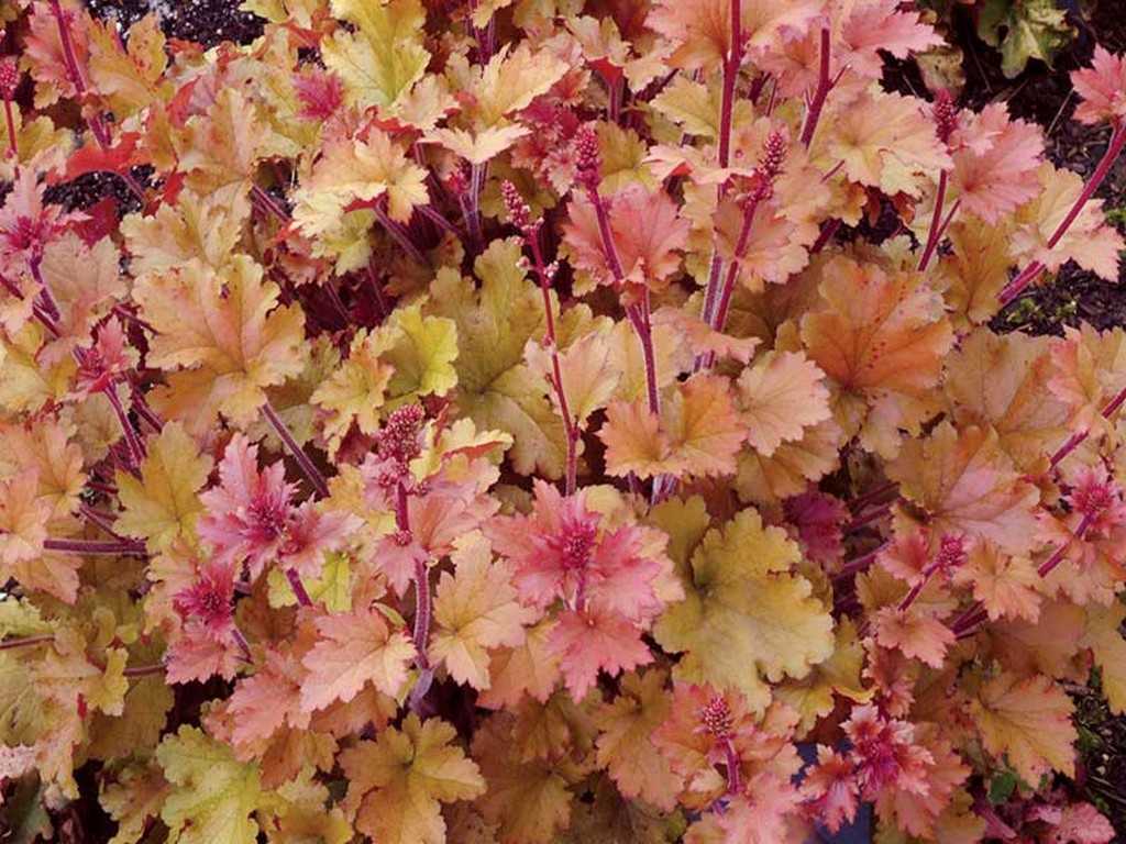 Цветок гейхера: особенности выращивания и ухода