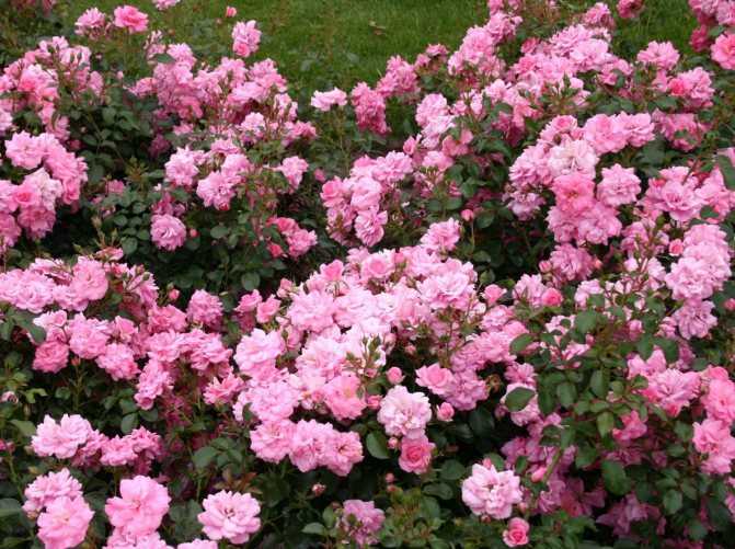 Характеристика популярных сортов роз, не требующих укрытия на зиму: парковые, спрей и другие виды