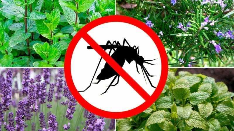 Уничтожители комаров для улицы. обзор лучших ловушек для комаров: от электрических до пропановых уничтожителей комаров