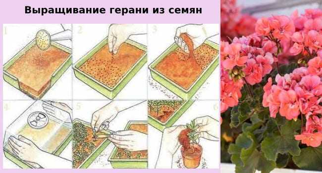 Садовые герани или пеларгонии: виды уличных сортов и выращивание в цветнике