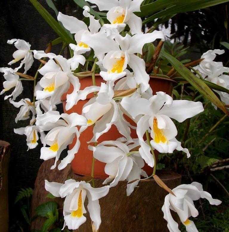 5 самых популярных и простых в уходе драгоценных орхидей на supersadovnik.ru