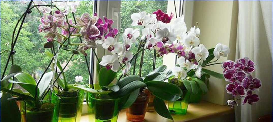 Влияние света на фаленопсис - любит ли орхидея свет?