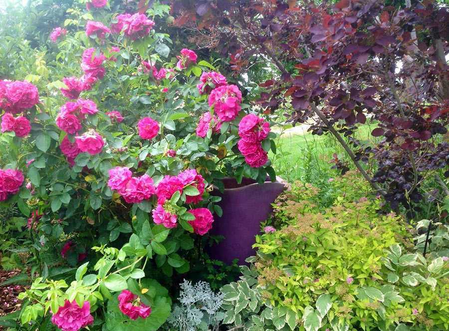 Плетистые розы: цветущие весь сезон, посадка и уход в открытом грунте, сорта плетистых роз, с фото и названиями, морозостойкие виды роз
