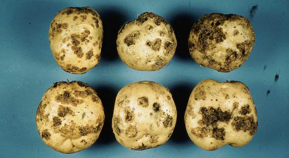 Нематода картофеля (25 фото): описание и лечение картофельной золотистой нематоды и других видов болезни, признаки поражения