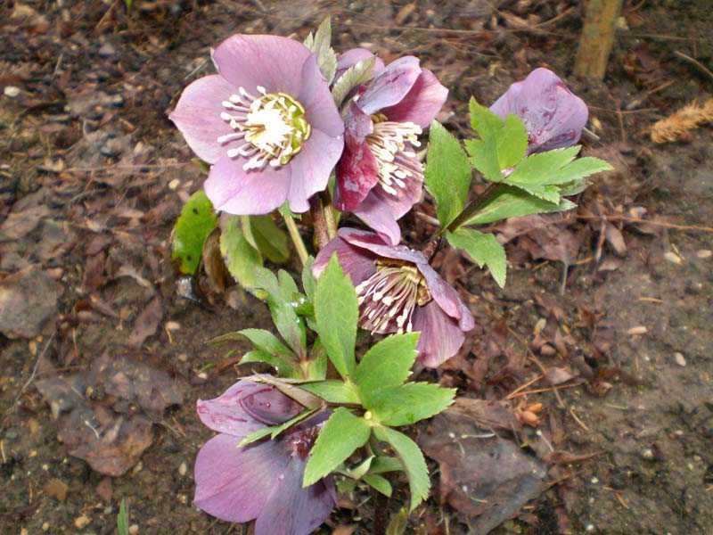 Цветок морозник: фото и описание растения, посадка, уход и виды морозника