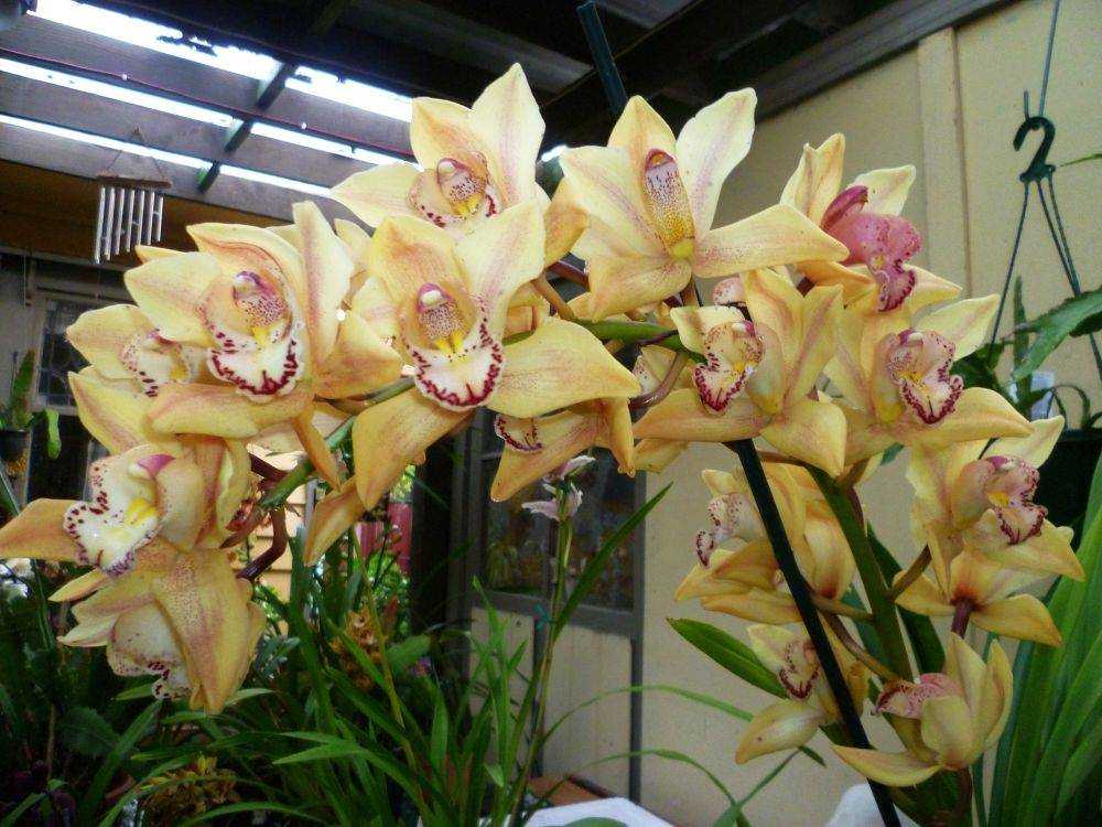 Цимбидиум (54 фото): уход за цветком в домашних условиях. способы размножения, правила пересадки. как заставить орхидею цвести?