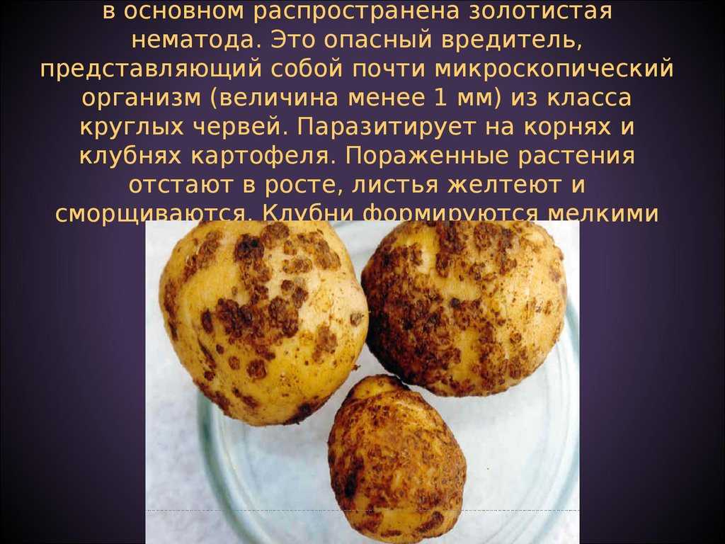 Золотистый картофельный