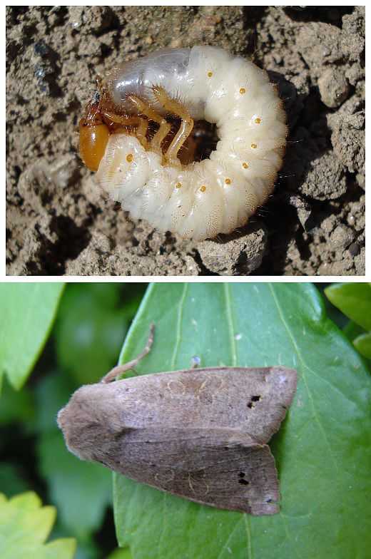 Гусеница совки: фото, описание всех видов личинок бабочки совки