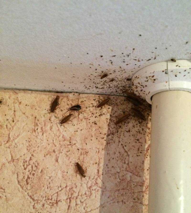 Откуда берутся тараканы? От чего они появляются в частном доме? Как заводятся в квартире? Как избежать их заселения в наших жилищах?