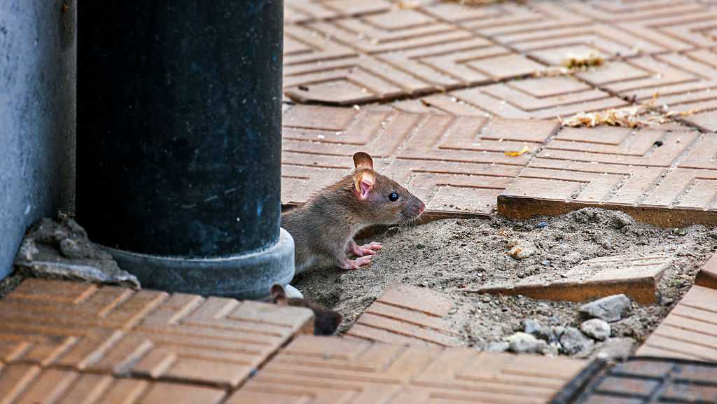 Что нужно делать, чтобы не было мышей в деревянном доме. защищаем каркасный дом от мышей