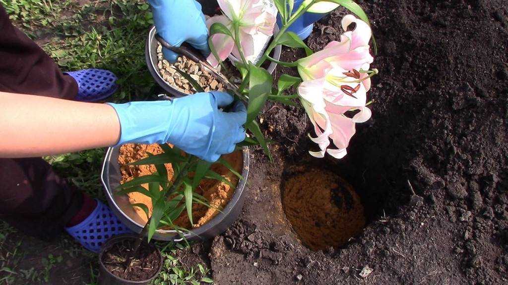 Когда выкапывать лилии после цветения и когда сажать в открытый грунт: советы