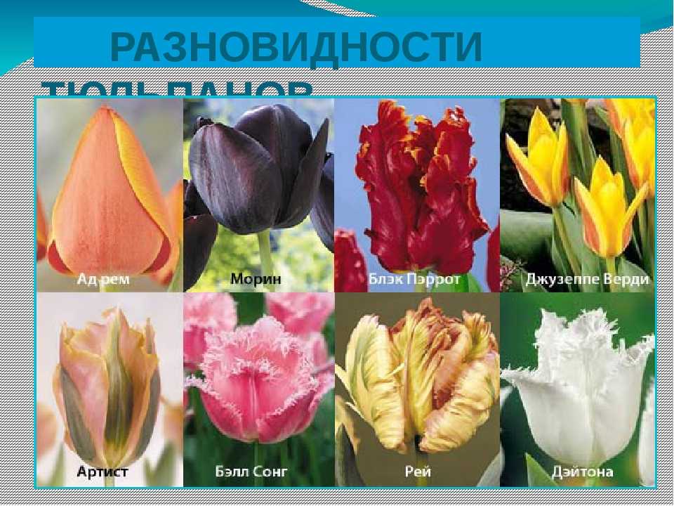 Тюльпаны триумф сорта и фото - выращивание из семян!