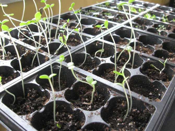 Выращивание цинии (42 фото): посадка и уход за цветами. как сажать семена на рассаду? как вырастить в открытом грунте? когда сеять?